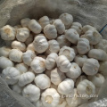 Jinxiang fresh garlic-suply all the year